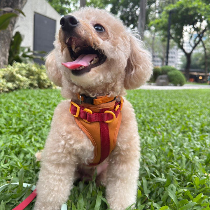 Poodle wearing the Sunday Sangria dog harness on a Manila lawn