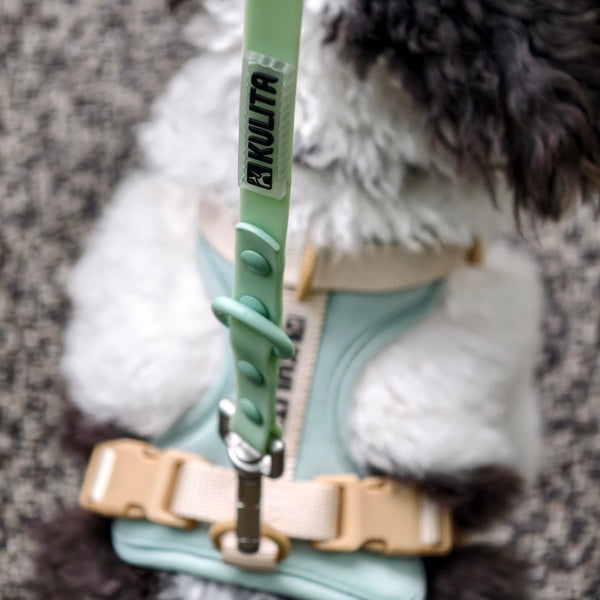 Saturday Salcedo leash details