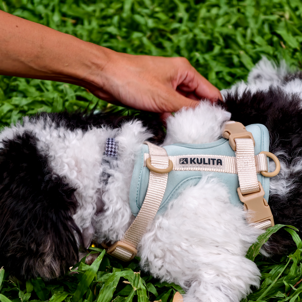 Dog in the Salcedo Saturday dog harness in the grass