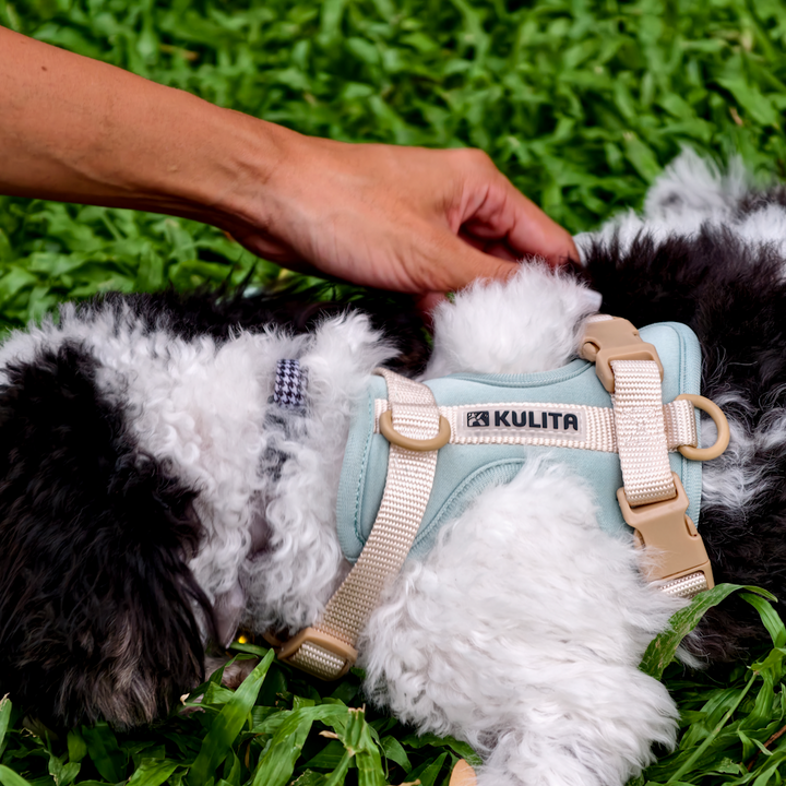 Dog in the Salcedo Saturday dog harness in the grass
