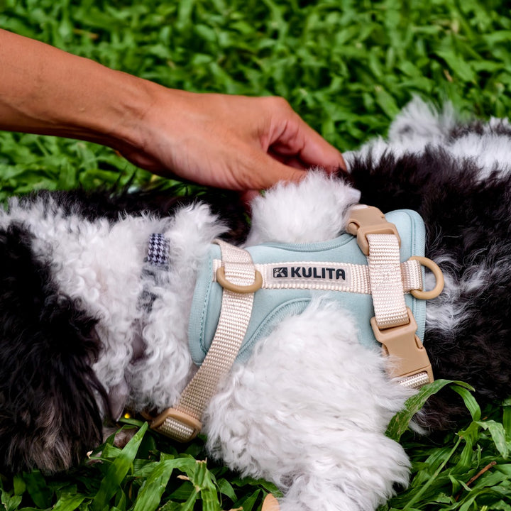 Saturday Salcedo harness