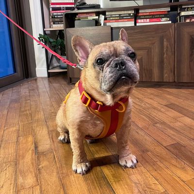 Customer photo with Francesca & Sushi (French bulldog)