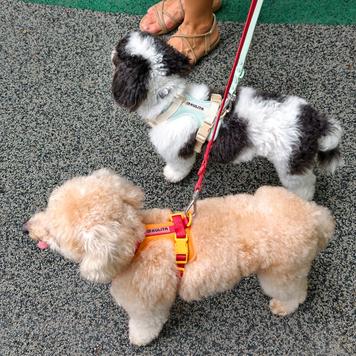 The Kulita Leash