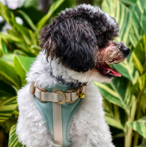 Saturday Salcedo front dog harness