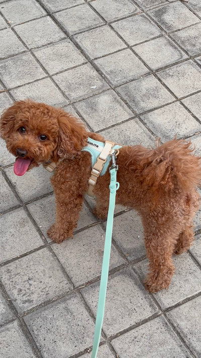 Customer photo with Maria and Teo (Poodle)