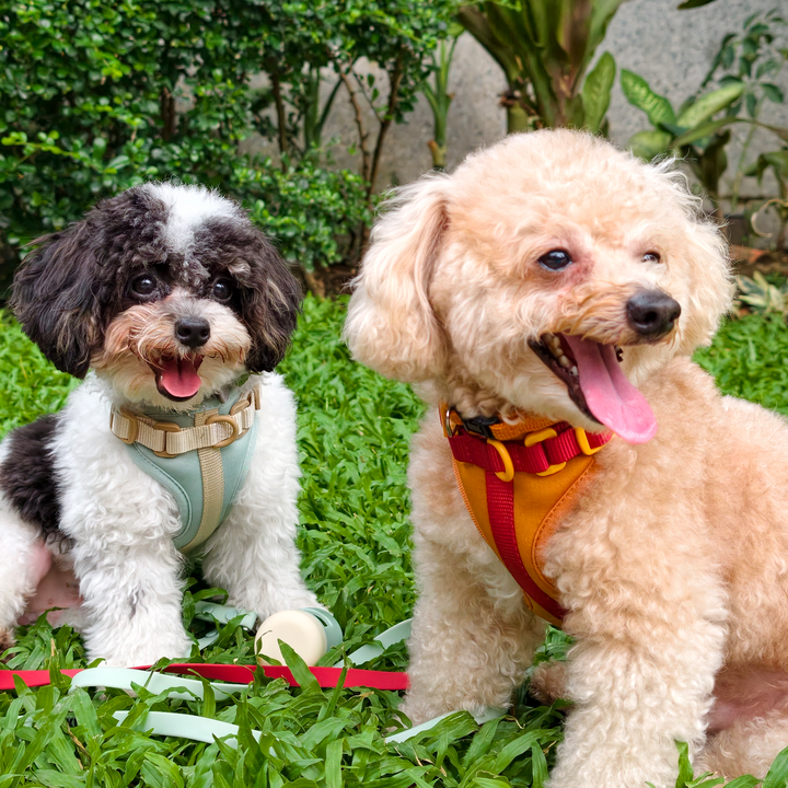 Two Kulita dog harnesses side by side in the grass